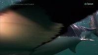 Deadly Hunters S01E01 XviD-AFG EZTV Deadly Hunters S01E01 XviD-AFG EZTV
