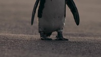 Penguin Town S01E08 XviD-AFG EZTV Penguin Town S01E08 XviD-AFG EZTV