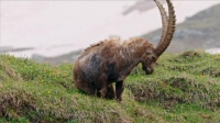 Nature S39E07 The High Life XviD-AFG EZTV Nature S39E07 The High Life XviD-AFG EZTV