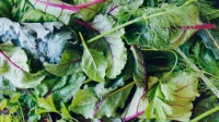 Sarah Britton - Plant-Based Nutrition Fundamentals 720p WebRip x264 aac