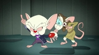 Animaniacs 2020 S01E11 XviD-AFG EZTV Animaniacs 2020 S01E11 XviD-AFG EZTV