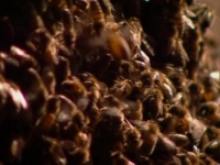 Fear Factor S03E04 WEB x264-TASTETV[eztv]