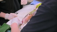 Inside the Zoo S02E10 XviD-AFG EZTV