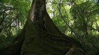 Equators Wild Secrets S01E02 XviD-AFG EZTV