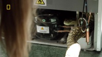 Aussie Snake Wranglers S01E01 720p WEB H264-CBFM EZTV Aussie Snake Wranglers S01E01 720p WEB H264-CBFM EZTV