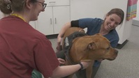The Yorkshire Vet S14E02 XviD-AFG EZTV