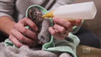 The Pet Rescuers S01E02 XviD-AFG EZTV