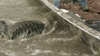 Swamp People S13E15 720p HEVC x265-MeGusta EZTV Swamp People S13E15 720p HEVC x265-MeGusta EZTV