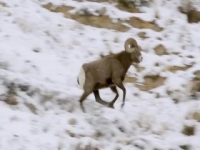 Absurd Planet S01E09 480p x264-mSD [eztv]
