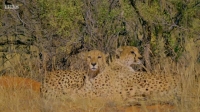 Cheetah Family and Me S01E02 XviD-AFG EZTV Cheetah Family and Me S01E02 XviD-AFG EZTV