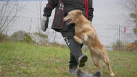 The Secret Life of Dancing Dogs S01E01 XviD-AFG EZTV