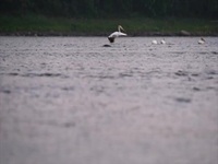 Thunder Bay S01E03 480p x264-mSD EZTV