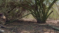 Nature S41E04 American Ocelot XviD-AFG EZTV Nature S41E04 American Ocelot XviD-AFG EZTV