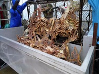 Deadliest Catch S19E12 480p x264-mSD EZTV