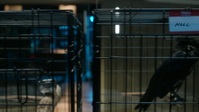 CSI Vegas S02E09 iNTERNAL 1080p HEVC x265-MeGusta EZTV