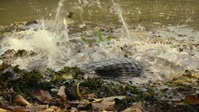 Big Beasts S01E03 720p WEB h264-EDITH EZTV