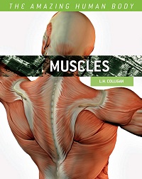 Muscles (The Amazing Human Body) Muscles (The Amazing Human Body)