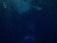 OceanXplorers S01E04 480p x264-mSD EZTV OceanXplorers S01E04 480p x264-mSD EZTV