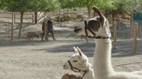 Cesar Millan Better Human Better Dog S01E02 XviD-AFG EZTV