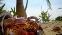 Spy In The Ocean S01E04 XviD-AFG EZTV Spy In The Ocean S01E04 XviD-AFG EZTV