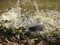 Big Beasts S01E03 480p x264-mSD EZTV Big Beasts S01E03 480p x264-mSD EZTV