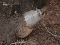 Monster Croc Wrangler Compilations S04E02 480p x264-mSD EZTV Monster Croc Wrangler Compilations S04E02 480p x264-mSD EZTV