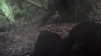 Alone Australia S01E09 720p WEB h264-EDITH EZTV