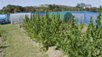 Growing Dope S01E01 1080p WEB H264-CBFM EZTV Growing Dope S01E01 1080p WEB H264-CBFM EZTV