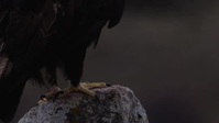 Wild Portugal S01E02 XviD-AFG EZTV