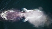 Arctic From Above S01E01 XviD-AFG EZTV