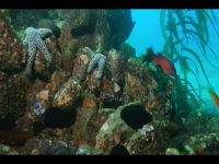 Our Oceans S01E01 480p x264-mSD EZTV Our Oceans S01E01 480p x264-mSD EZTV