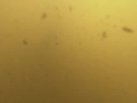 Swamp People S12E16 480p x264-mSD EZTV