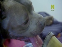Outback Vet S02E04 480p x264-mSD EZTV Outback Vet S02E04 480p x264-mSD EZTV