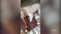 Worlds Funniest Animals S01E08 XviD-AFG EZTV
