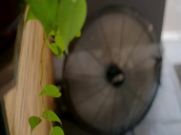 Kitchen Nightmares US S08E07 480p x264-mSD EZTV