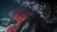 Big Beasts S01E01 1080p HEVC x265-MeGusta EZTV