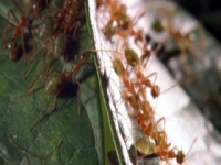 Wildest Places Australia S01E02 480p x264-mSD [eztv]