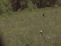 HuntCo S03E03 480p x264-mSD [eztv]