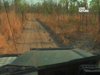Wild Dogs Running With The Pack S01E02 480p x264-mSD EZTV Wild Dogs Running With The Pack S01E02 480p x264-mSD EZTV