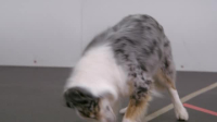 The Secret Life of Dancing Dogs S01E03 XviD-AFG EZTV The Secret Life of Dancing Dogs S01E03 XviD-AFG EZTV