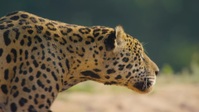 Animal 2021 S01E01 1080p HEVC x265-MeGusta EZTV