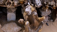 Wet Markets Exposed S01E03 WEBRip x264-BAE EZTV