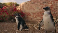 Penguin Town S01E06 XviD-AFG EZTV Penguin Town S01E06 XviD-AFG EZTV