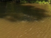 Swamp People S14E12 480p x264-mSD EZTV Swamp People S14E12 480p x264-mSD EZTV