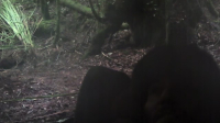 Alone Australia S01E09 720p HEVC x265-MeGusta EZTV Alone Australia S01E09 720p HEVC x265-MeGusta EZTV