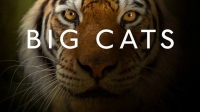 BBC Big Cats 2 of 3 1080 (Deep61) [TGx]
