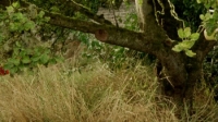 Northanger Abbey (2007) [BluRay] [1080p] [YTS] [YIFY]