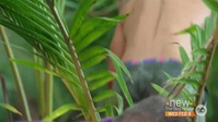 Survivor AU S10E01 XviD-AFG EZTV Survivor AU S10E01 XviD-AFG EZTV