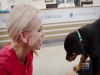 Bondi Vet S10E05 480p x264-mSD EZTV