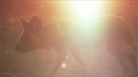 Amazing Dogs S01E03 1080p WEB h264-DiRT EZTV